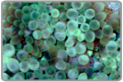 Dual Green Bubble Anemone